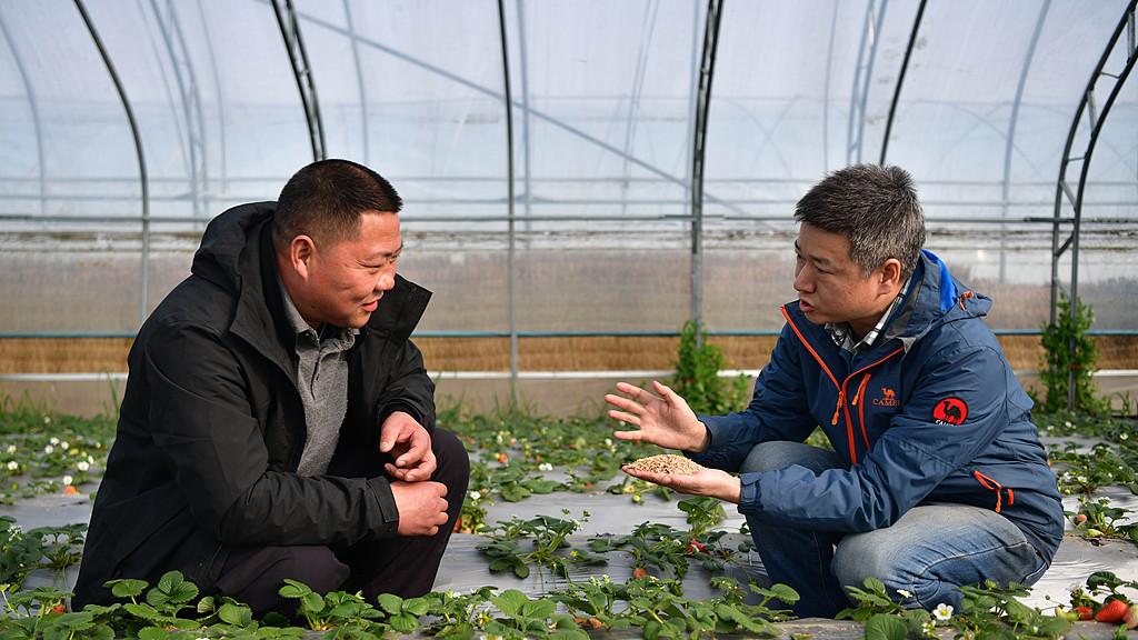 生物农药春雷霉素：机理、施用技术与多作物病害防控应用