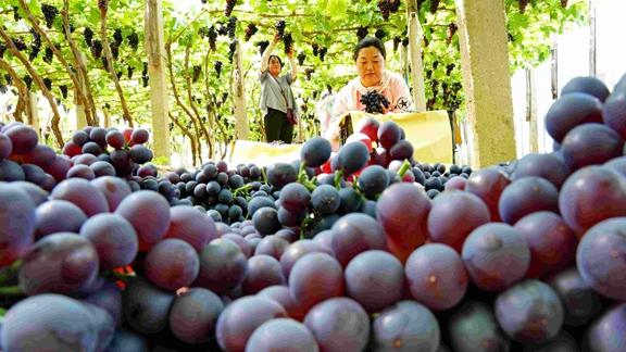 酿酒葡萄糖度不足的成因分析，叶幕管理四要素优化，转色期30天调控与品质提升实验