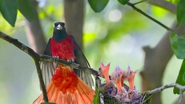 美丽可爱的小鸟，萌萌的让人心醉