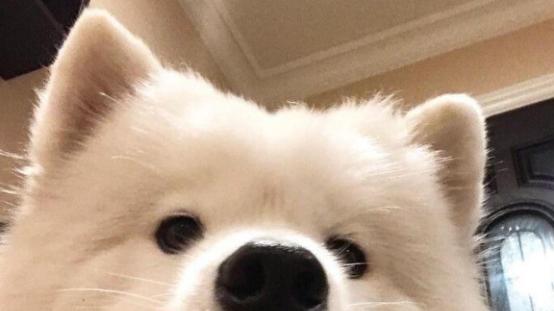 怎么识别狗粮好坏，阿拉斯加狗粮排行榜，来看这5款优质好粮