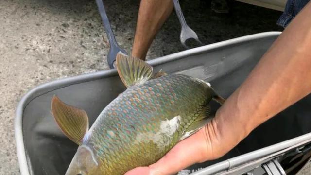 河北一钓鱼人，钓上一条怪鱼”，野钓几十年还是第一次遇到！