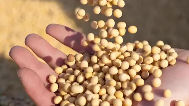 特朗普万万没想到，美大豆收获季中国零订单，急得协会主席团团转