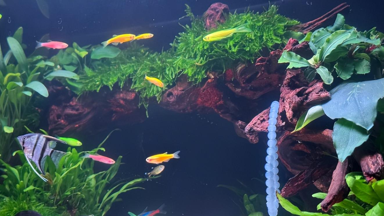 新手养鱼设备推荐：当贝智能鱼缸1S Ultra是否值得入手？