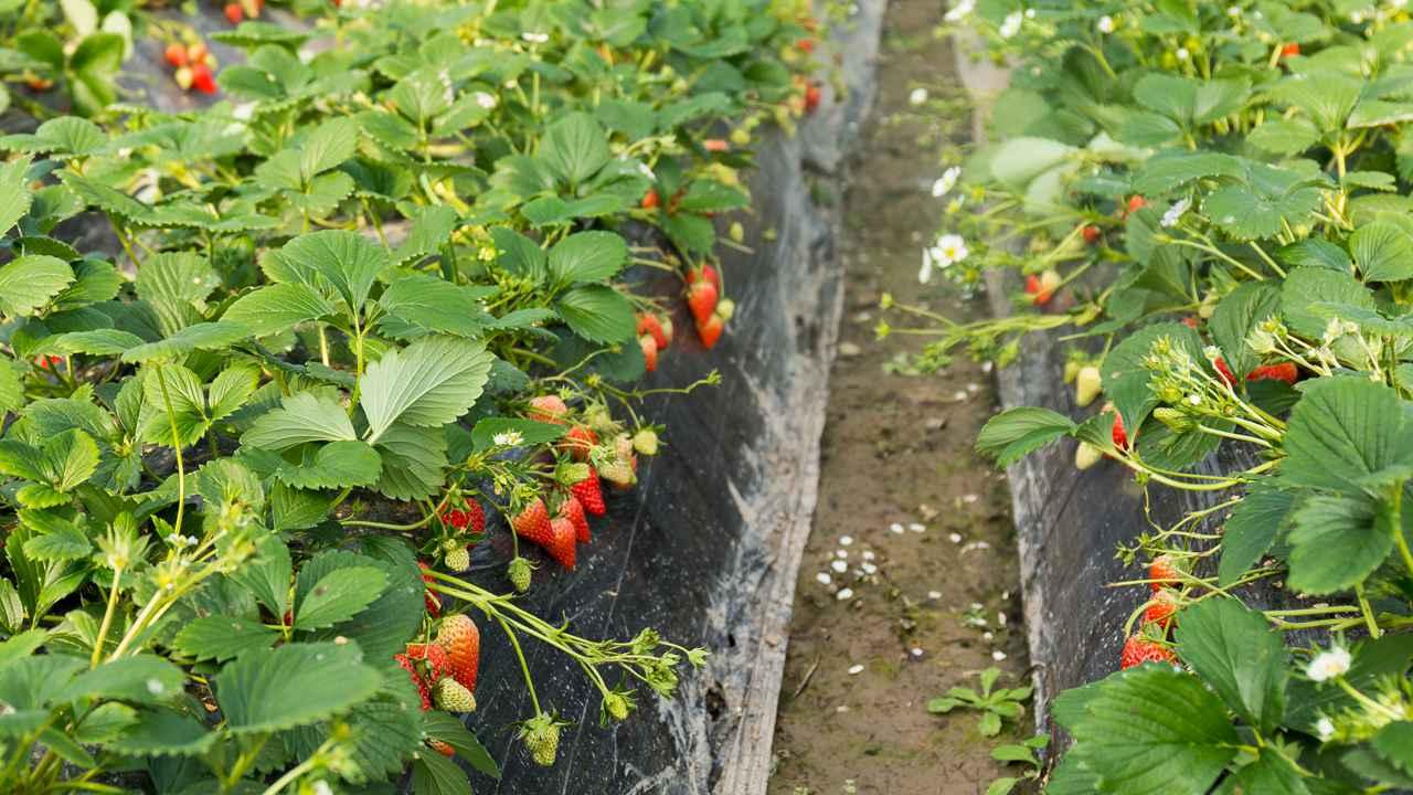 茶叶生态种植技术，天敌引入与智能监控，保障茶叶安全