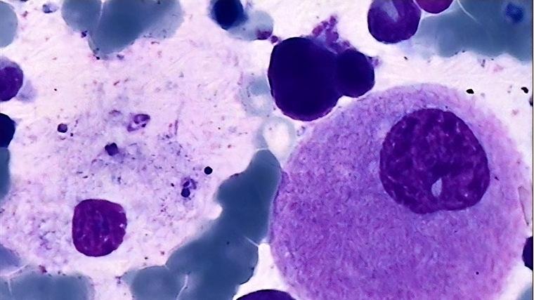 微观结构下的生命：藏在细胞里的生命密码