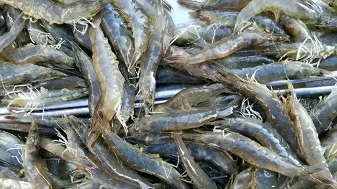 虾很美味，但养殖虾安全吗？真相或许让你意外！