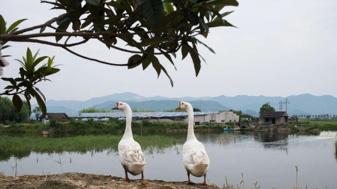 非转农限制松动，宅基地继承迎重大利好，满足条件立等可办的