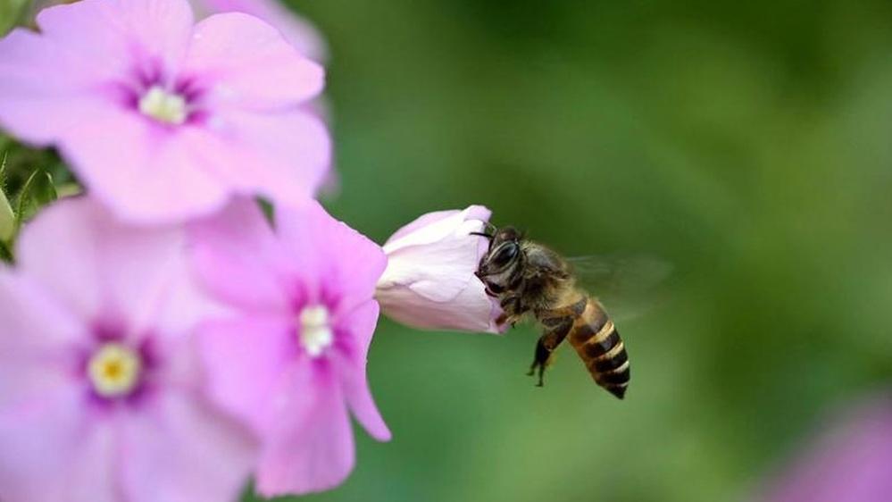 养蜂人夏季担忧农药残留，挑选安全区域，让蜂群远离 “毒源”