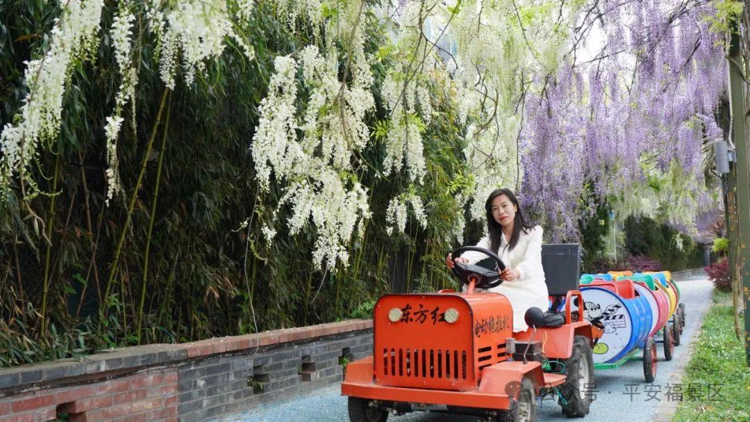 “五一”到昆明平安福景区“赏雪山杜鹃，游平安春意”