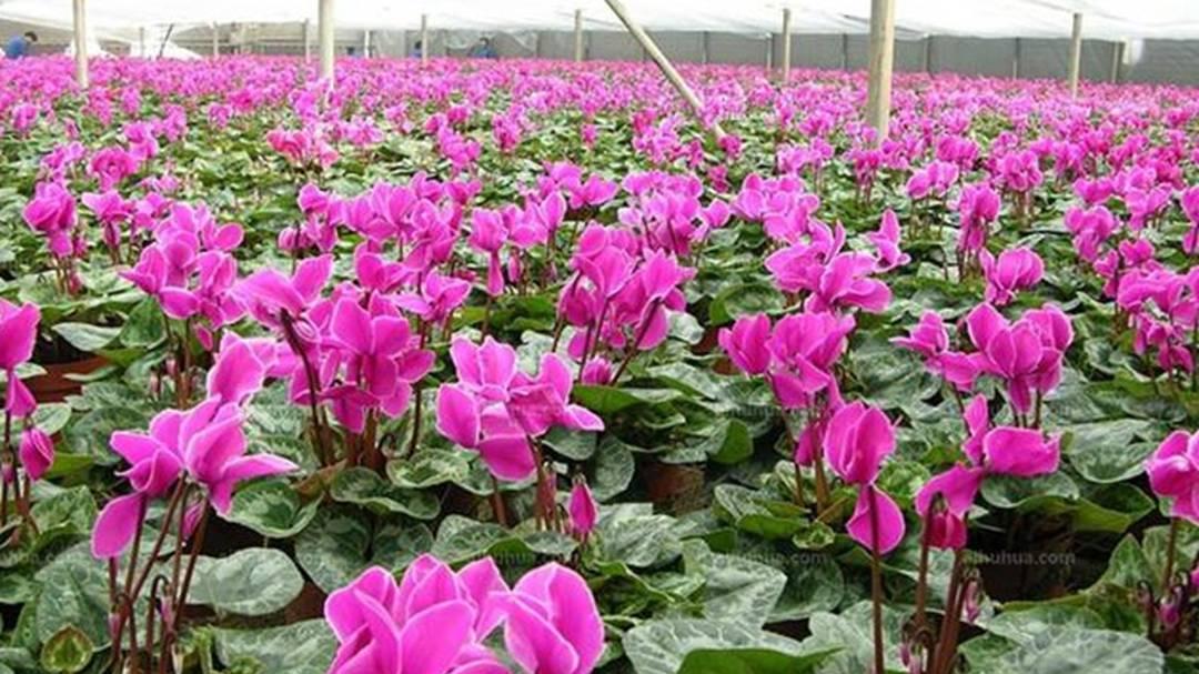 仙客来低温春化，冰箱模拟实验，春化时长梯度，花芽分化图解