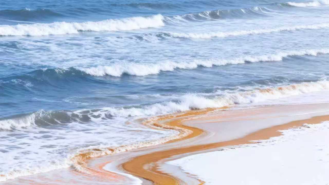 上市一周年，领克Z20与史策共掀直播热潮！