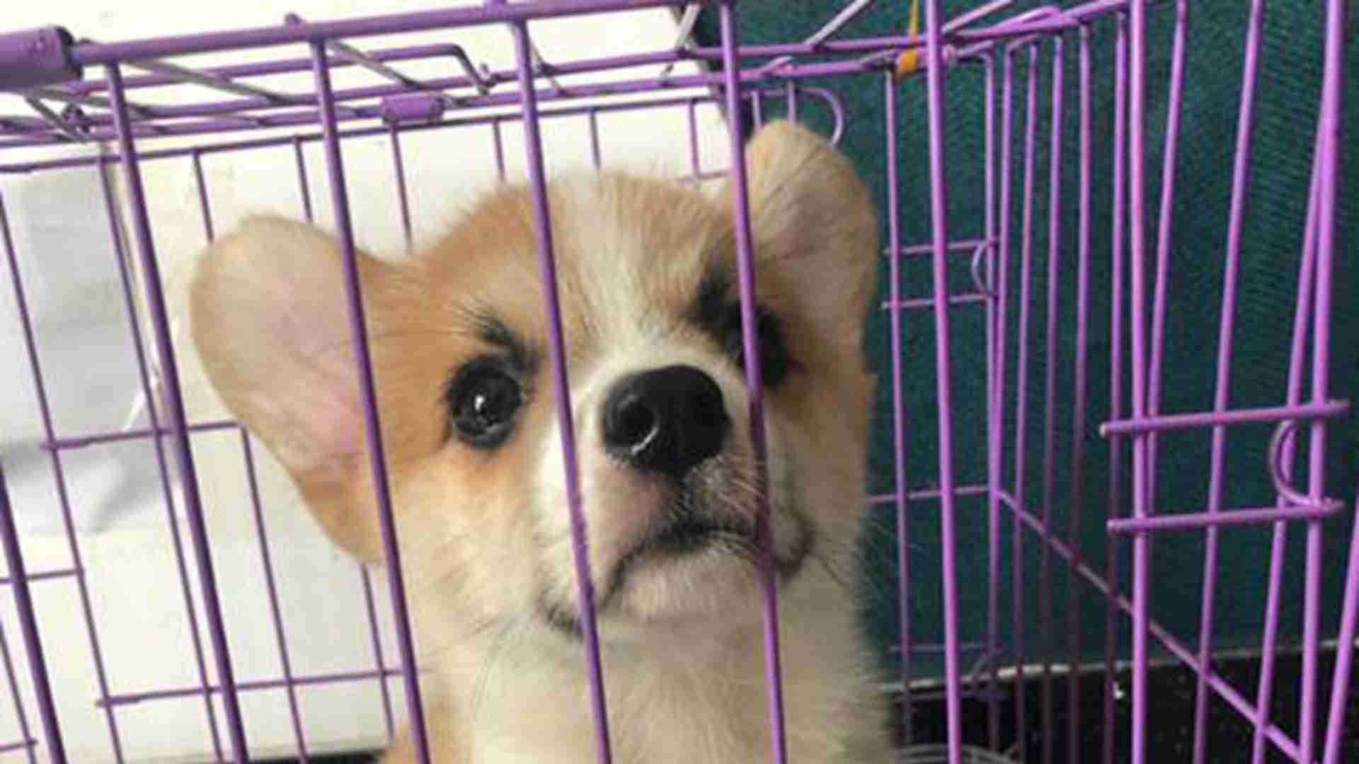 笼门电子锁改造，转行防盗方案，柯基犬舍造，误开率归零