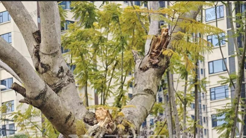 黑山羊美食周附近场地上的这棵树，怎么是这样？绥投集团有回复