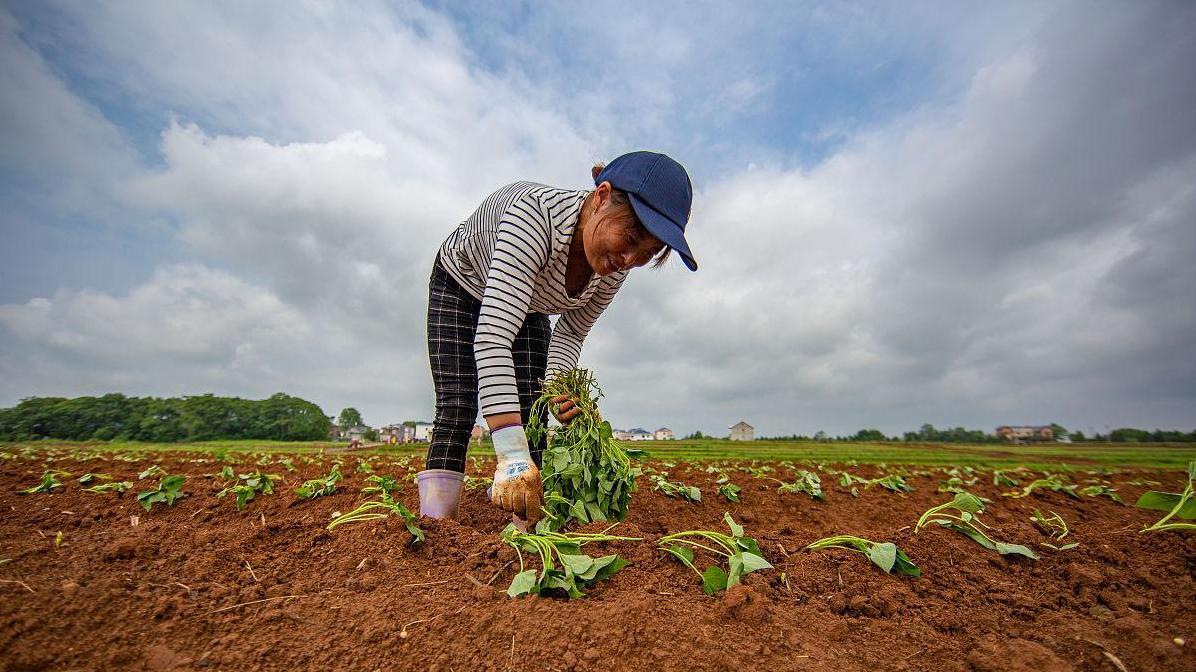 春红薯栽插揭秘：斜插、直插和平插大比拼