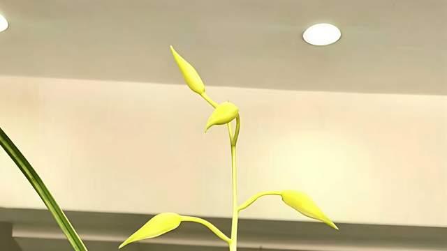 兰花：5种“天价”寒兰，您知道几种？