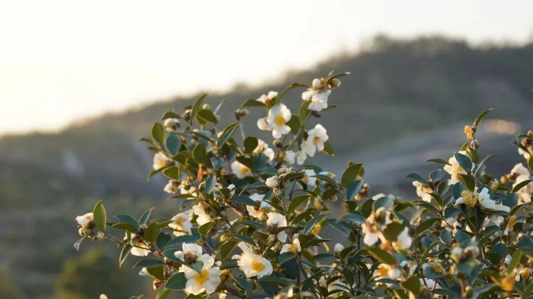 宿松：漫山油茶结出富民“金果果”