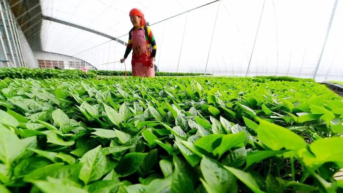 种菜技巧：巧用食醋促生长、增产、防治病虫害，一举三得？