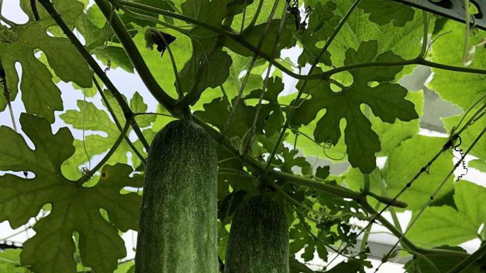 种植西瓜、黄瓜等瓜类，需谨慎选择肥料，避免影响作物生长