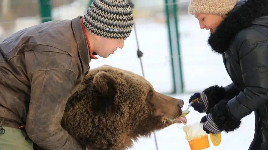 吃货熊大闹蜂房！俄州养蜂人自制"电击花生酱"防熊记