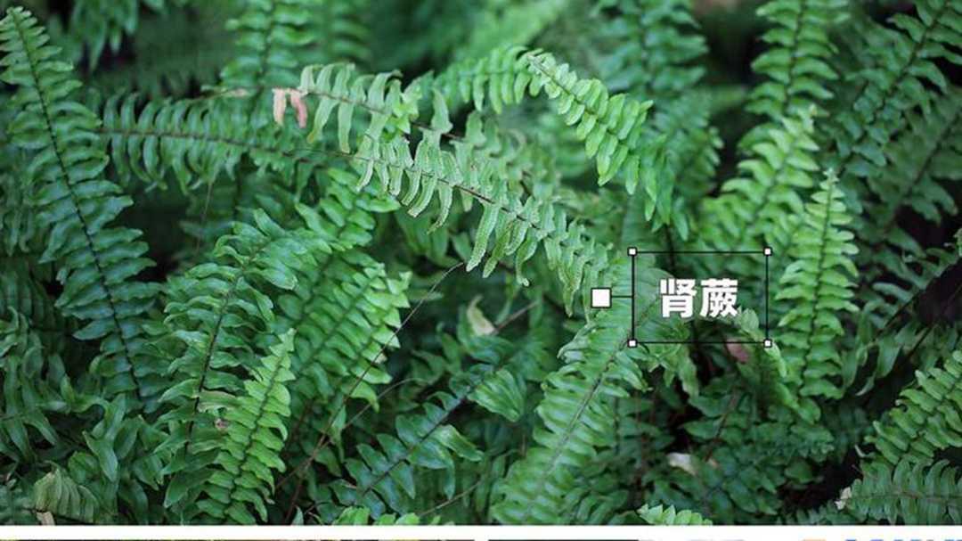 铁线蕨古法培育有诀窍，苔藓共生养护需技巧，茶馆造景松土讲方法
