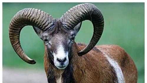 生肖羊：2025年“贵人名单”已现，天赐良机，务必好好把握！