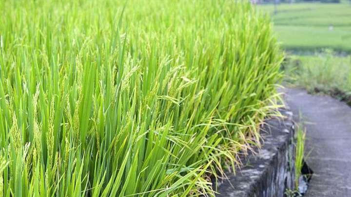 水稻种植达到高产的最佳方法探寻