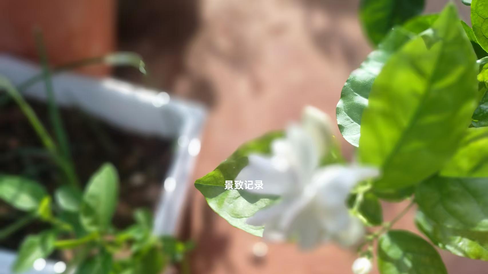 景致记录：离开美国华盛顿，狄更斯上岸后，领略旅程中最古怪部分