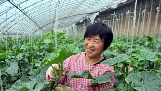 清明前后，种瓜点豆正当时，遇到这些情况需谨慎种植