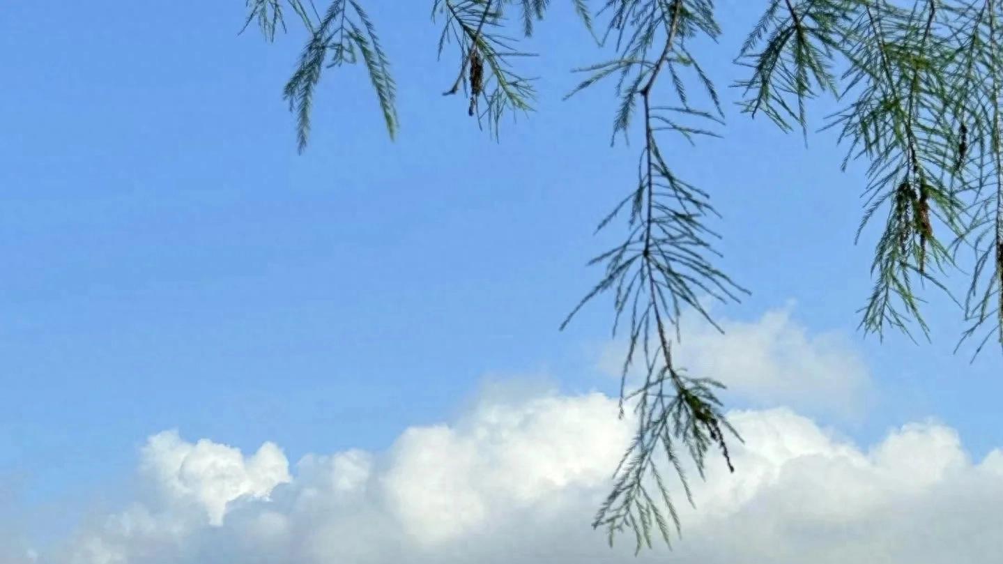 副镇长：有时如行走在高空的钢丝绳上 有时祸从天上来