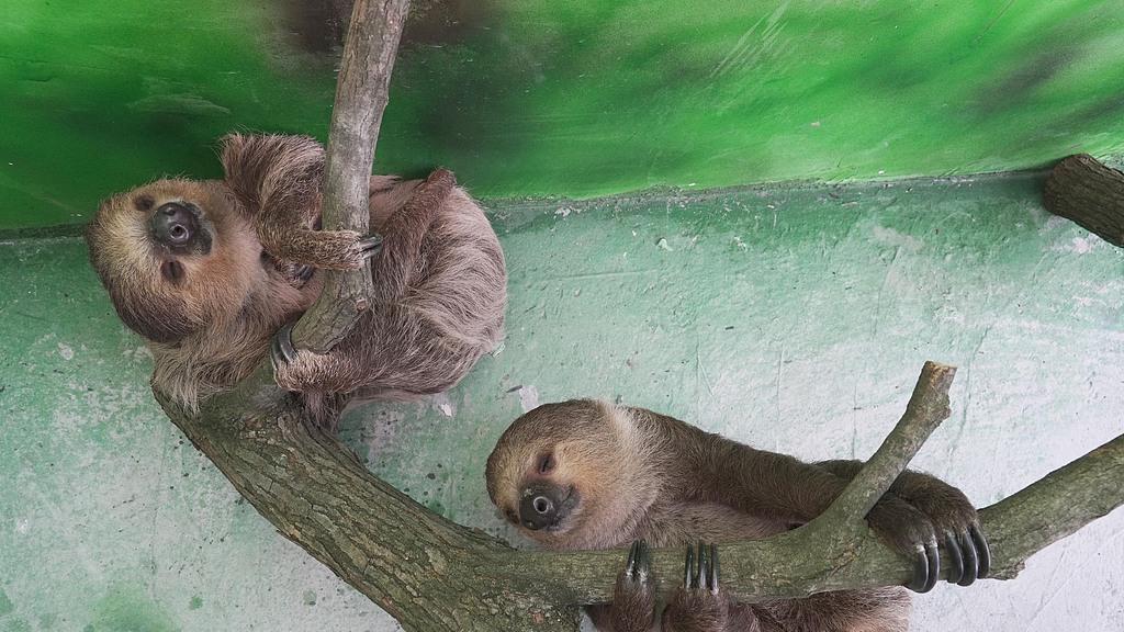 树懒：热带雨林里的超级“慢生活”典范