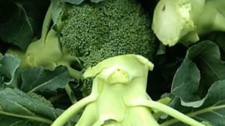追肥枪助力西兰花生长，精准施肥提升效率，肥料利用更高效