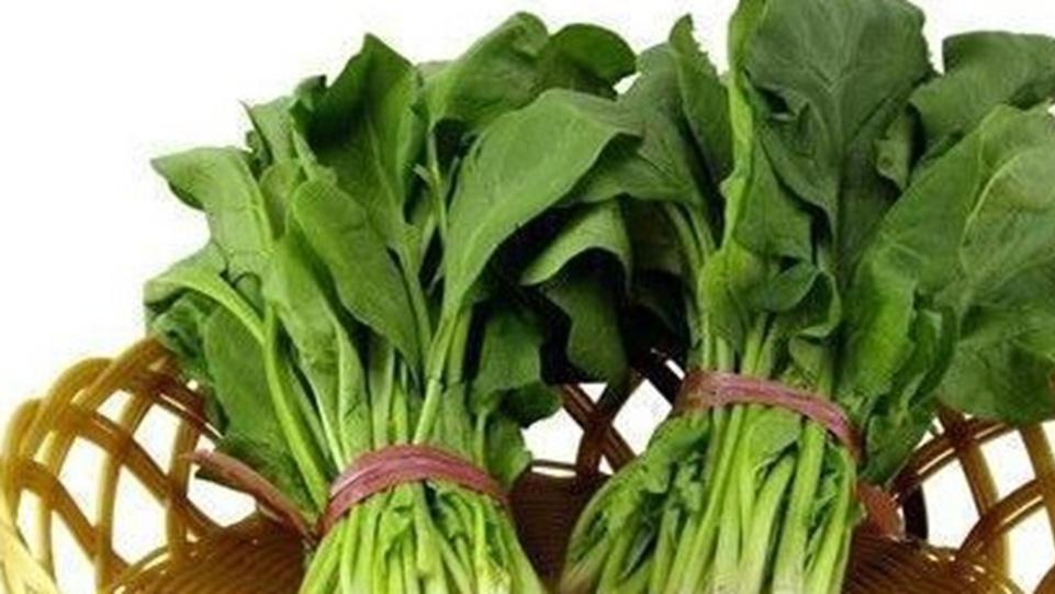 菠菜叶面增厚，硅元素喷施实验，有机农场项目，叶片韧性测试