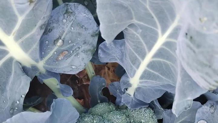 盆地逆温影响农作物成熟，通风系统优化提升产量，西兰花预冷间速冻技术应用