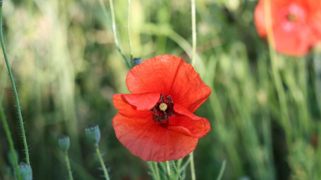 探秘虞美人：花语背后的故事与养殖技巧