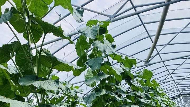 戈壁滩种植哈密瓜水分蒸发快，保水剂混合配土技术，幼苗缓苗期与超低温速冻贮藏