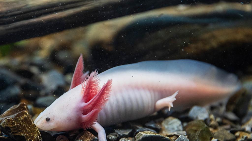 美西螈：能再生四肢的“永生娃娃”