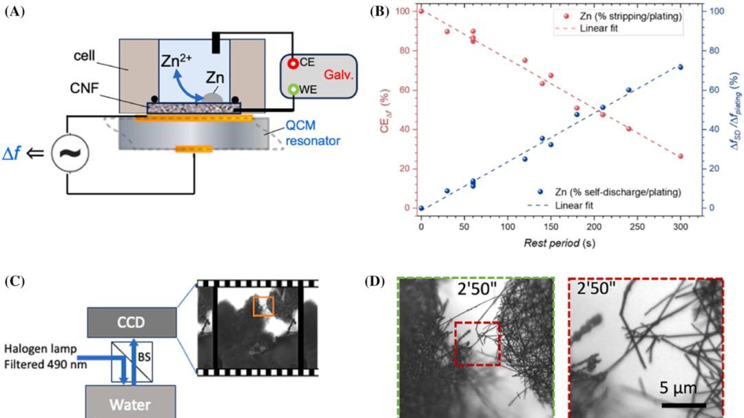 西波西米亚大学Martin Pumera教授团队InfoMat：从有到无，水系双无电极锌锰电池的未来