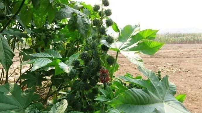 蓖麻油基塑料研发，生物降解性能测试，中试生产线调试，分子量分布检测