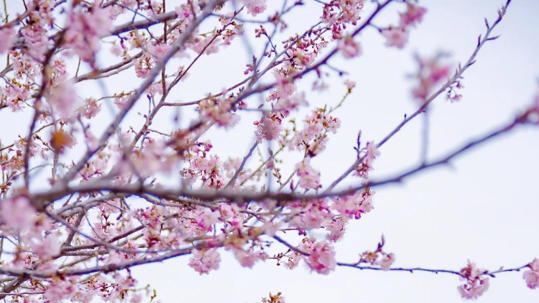 国内高校分享第11期：武汉大学-武大冷门专业年薪50万？真相让高考生沉默