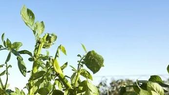 氮肥追施后的科学管理要点，疮痂病早期识别与防治措施，甘肃临洮土豆三周生长监测案例