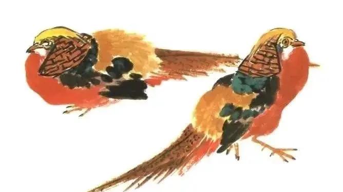 鸣禽画谱 之 锦鸡