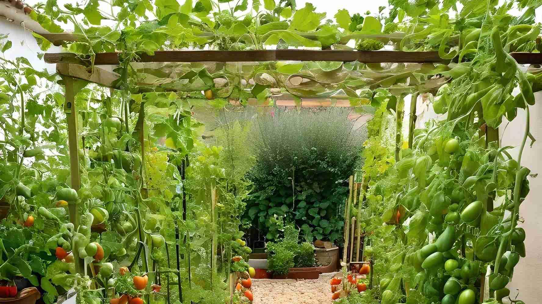 番茄黑钙土深耕技术，吉林黑土保护措施，水肥一体化与耐储品种晚收技巧