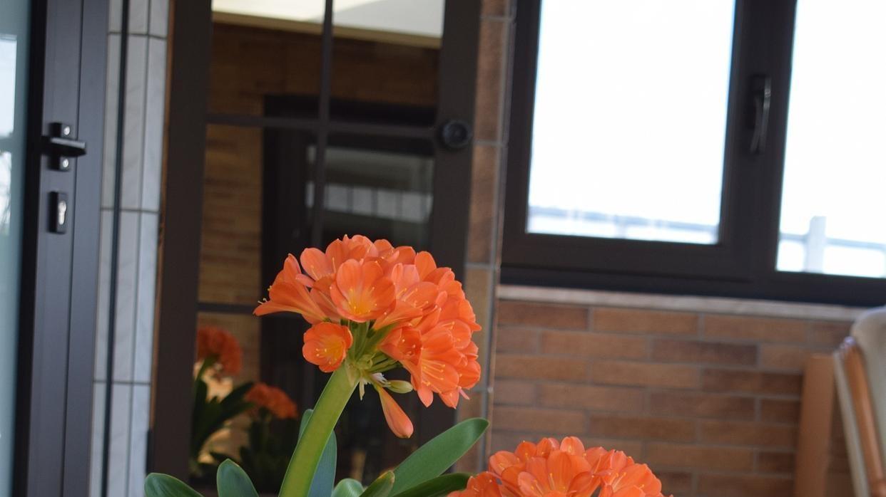 几十年养护君子兰，“大老桩”是如何炼成的？