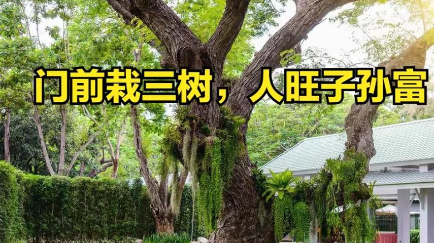 “门前种三树，子孙代代富”，不是“迷信”，而是老一辈传下来的经验！