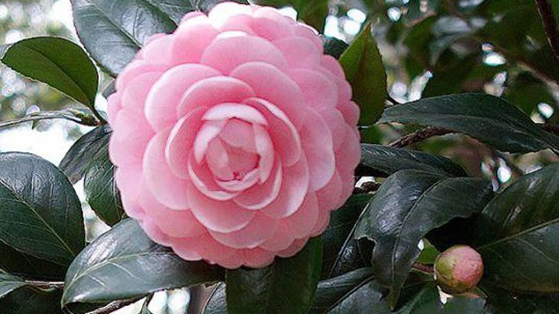 茶花杂交育种，三年观察记录，古典园林应用，父本选择要点