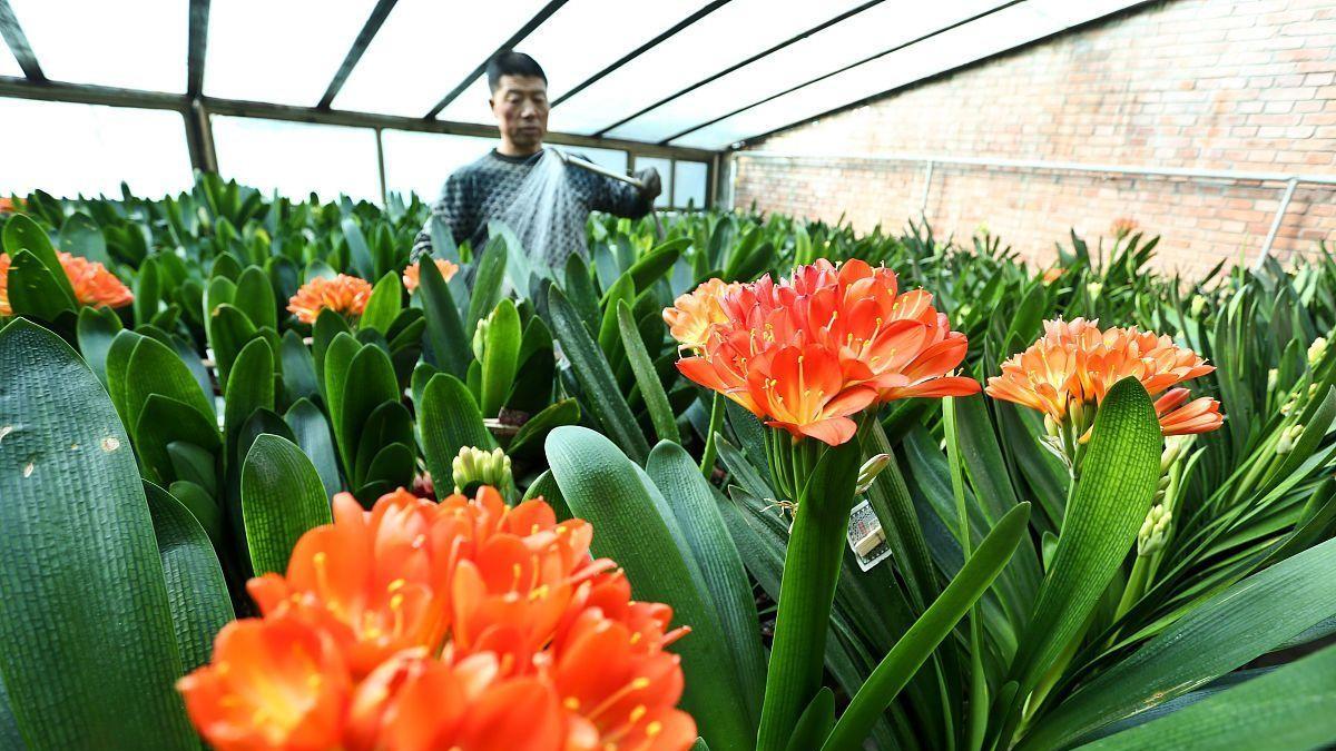 君子兰的“富养”秘诀：5个步骤，告别瘦巴巴