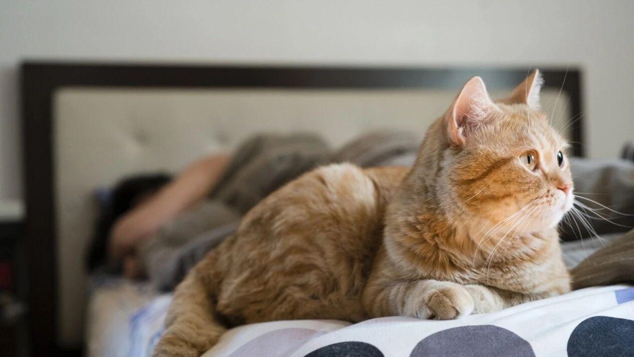 国产猫粮哪种比较好
？
2025
性价比
最
高
猫粮十大品牌推荐