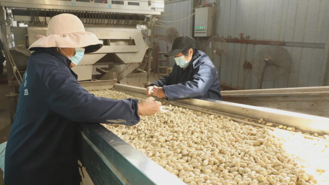 息县关店乡：小花生“橙口赞” 香飘四方促振兴