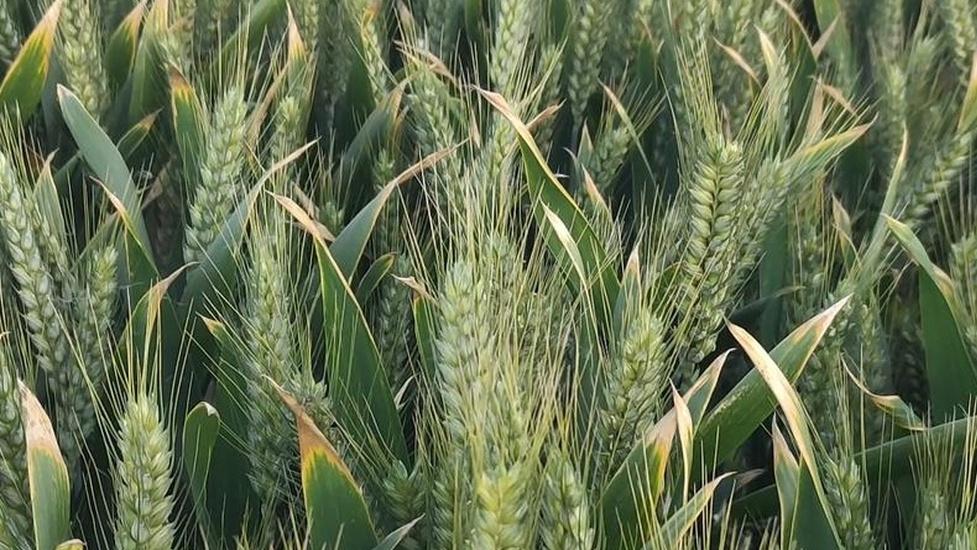 小麦种植成本超支了咋降？精打细算控支出，提高种植效益高