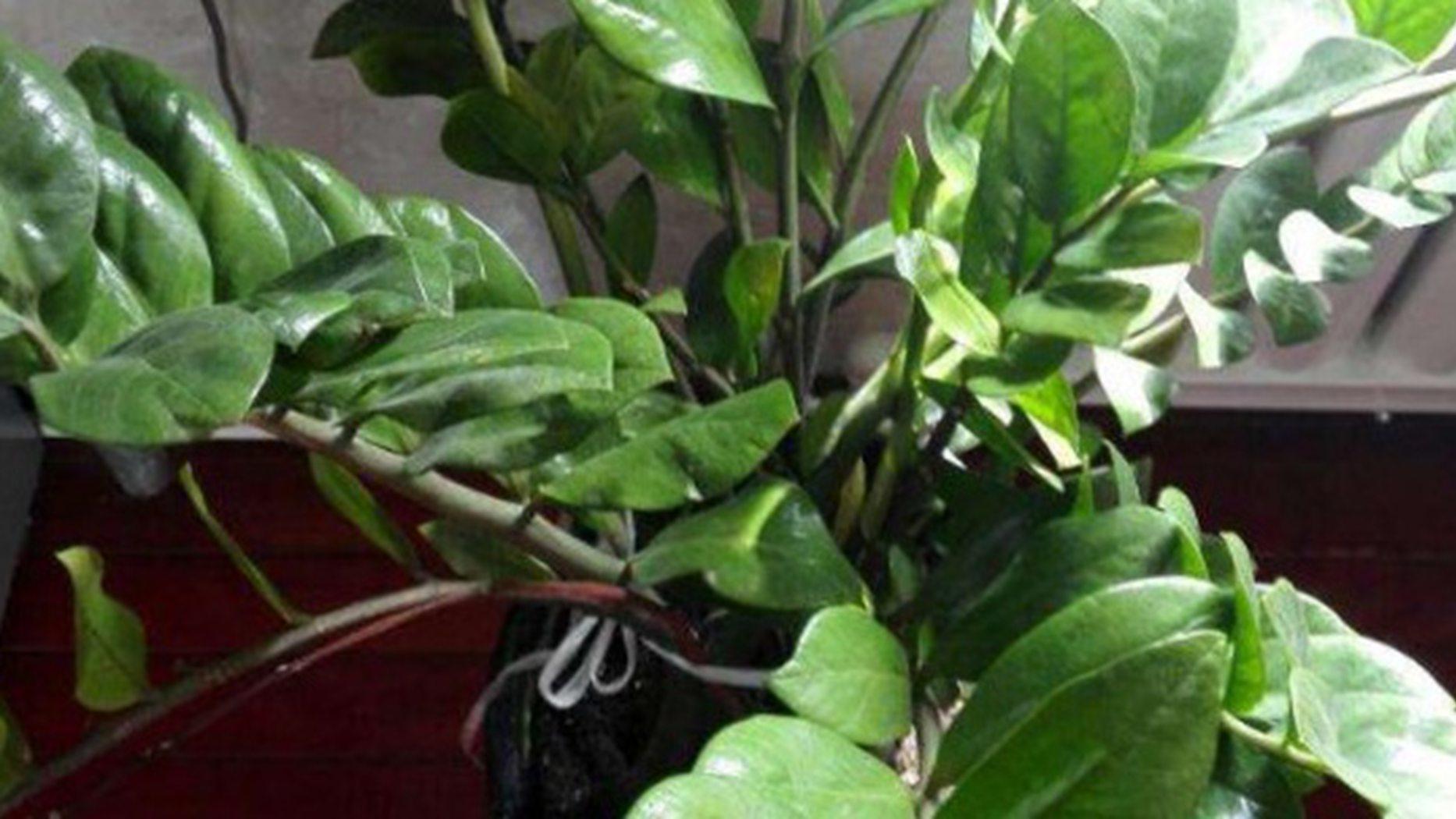 金钱树短期租赁方案，展会布景与损伤评估细则，押金赔付条款详解